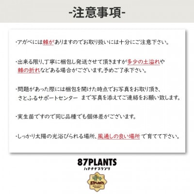 鹿嶋市産アガベ　パリー・パリー【観葉植物】 (KCP-5)