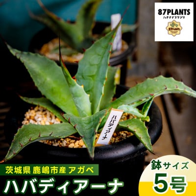 鹿嶋市産 実生アガベ・ハバディアーナ(5号鉢)【観葉植物】(KCP-23)