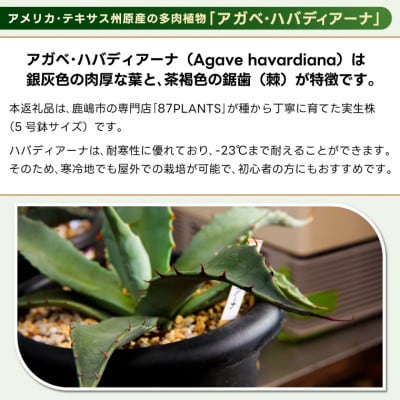 鹿嶋市産 実生アガベ・ハバディアーナ(5号鉢)【観葉植物】(KCP-23)