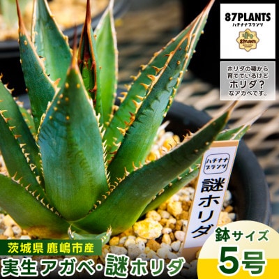 鹿嶋市産 実生アガベ 謎ホリダ【観葉植物】(KCP-37)