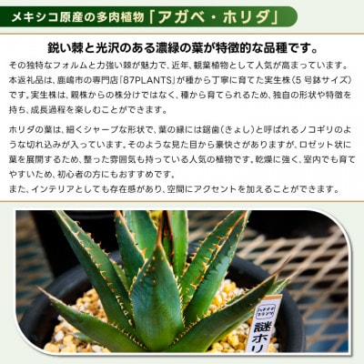 鹿嶋市産 実生アガベ 謎ホリダ【観葉植物】(KCP-37)