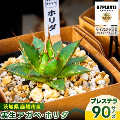 鹿嶋市産 実生ホリダ プレステラ90サイズ(KCP-39)