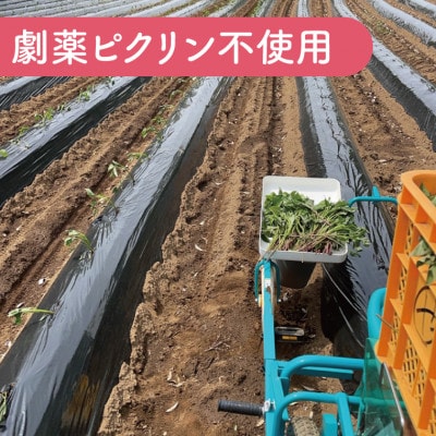 茨城県産　生さつまいも(紅はるか)　10kg