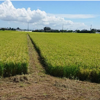 令和7年産新米 【栽培期間中農薬不使用】こしひかり 白米10kg茨城県共通返礼品・行方市産
