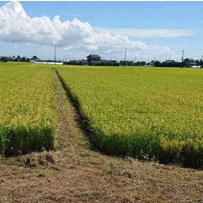 令和7年産新米 【栽培期間中農薬不使用】こしひかり 玄米10kg茨城県共通返礼品・行方市産