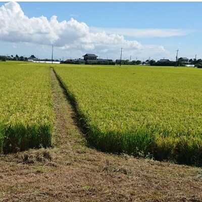令和7年産新米 【栽培期間中農薬不使用】こしひかり 玄米5kg茨城県共通返礼品・行方市産