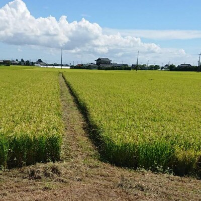 【2ヵ月毎定期便】【栽培期間中農薬不使用】こしひかり玄米5kg茨城県共通返礼品・行方市産全6回