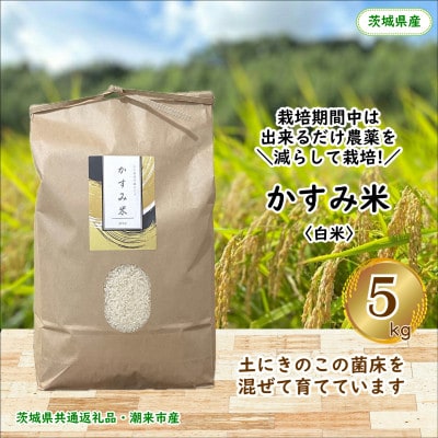 【毎月定期便】栽培期間中出来るだけ農薬を減らしたかすみ米精米5kg茨城県共通返礼品潮来市産全12回