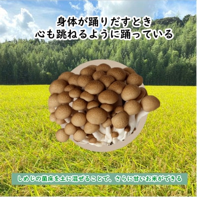 【2ヵ月毎定期便】栽培期間中出来るだけ農薬を減らしたかすみ米玄米10kg茨城県共通返礼品潮来産全6回