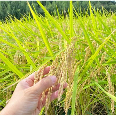 【2ヵ月毎定期便】栽培期間中出来るだけ農薬を減らしたかすみ米玄米10kg茨城県共通返礼品潮来産全6回