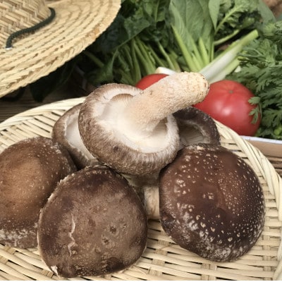 【発送月固定定期便】【ハーフサイズ】栽培期間中農薬不使用 身体が喜ぶ野菜(おまかせ6～7品)全10回