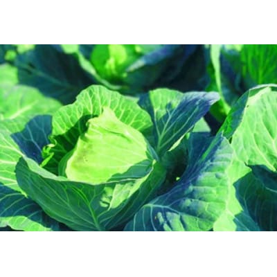 幻の品種　フルーツキャベツ 5kg【産地直送 茨城県鹿嶋市】