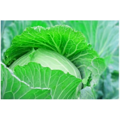 幻の品種 フルーツキャベツ 10kg【産地直送 茨城県鹿嶋市】