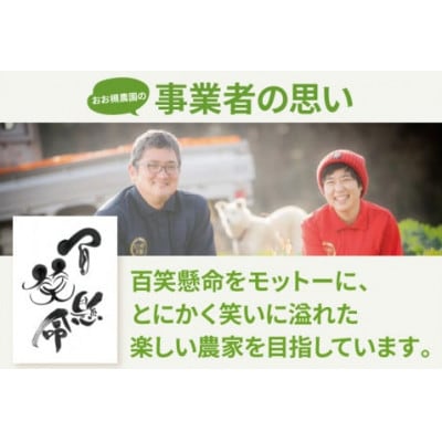 幻の品種 フルーツキャベツ 10kg【産地直送 茨城県鹿嶋市】