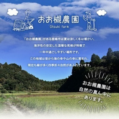 幻の品種 フルーツキャベツ 10kg【産地直送 茨城県鹿嶋市】