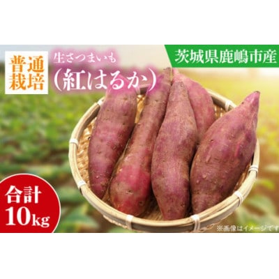 【普通栽培】紅はるか 生さつまいも 10kg