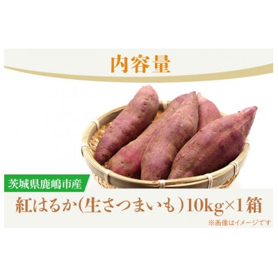 【普通栽培】紅はるか 生さつまいも 10kg