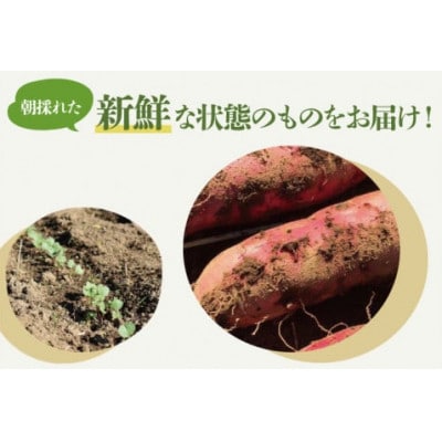 【普通栽培】紅はるか 生さつまいも 10kg