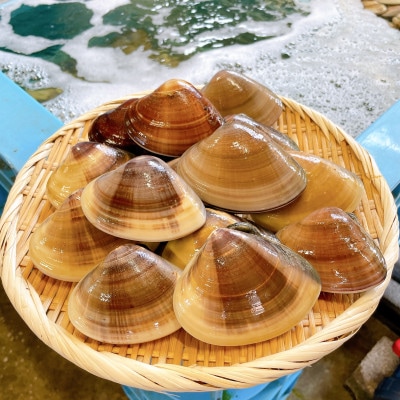 茨城県 鹿島灘はまぐり 18粒以上
