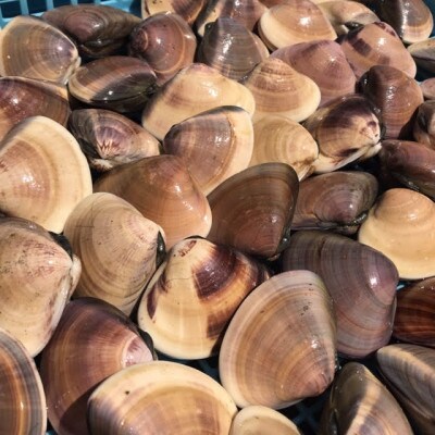 茨城県 鹿島灘はまぐり 18粒以上