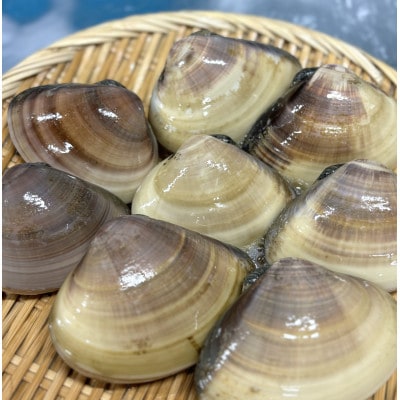 茨城県 鹿島灘はまぐり 8粒以上