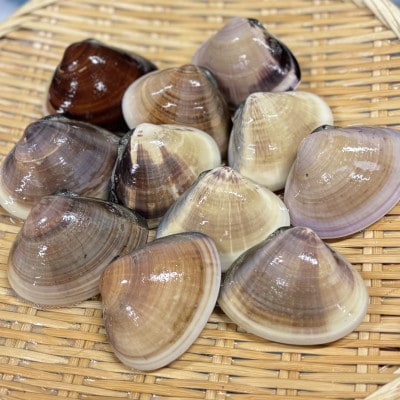 茨城県 鹿島灘はまぐり 8粒以上