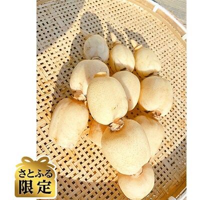 【さとふる限定】栽培方法にこだわって育てたれんこん 約2kg