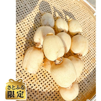 【さとふる限定】栽培方法にこだわって育てたれんこん 約4kg