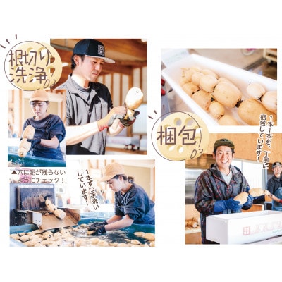【さとふる限定】栽培方法にこだわって育てたれんこん 約4kg
