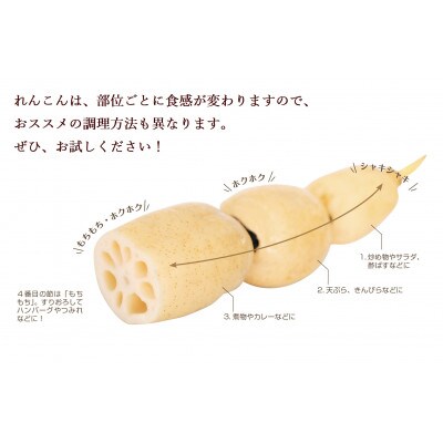 【さとふる限定】栽培方法にこだわって育てたれんこん 約4kg