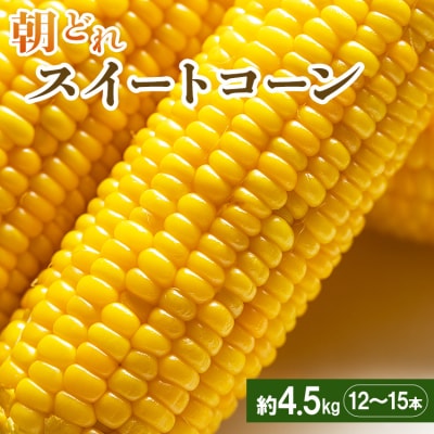 朝どれスイートコーン 4.5kg(12～15本) sy-0002