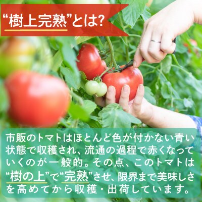 鳥取県日南町　樹熟れトマト4kg