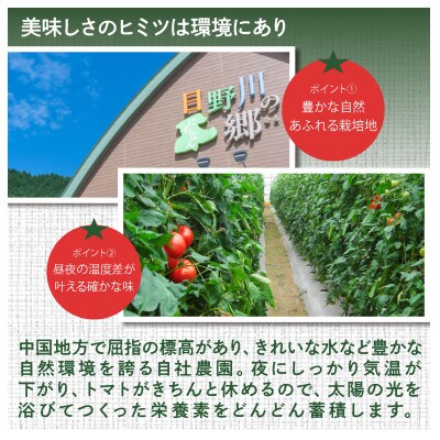 鳥取県日南町　樹熟れトマト4kg