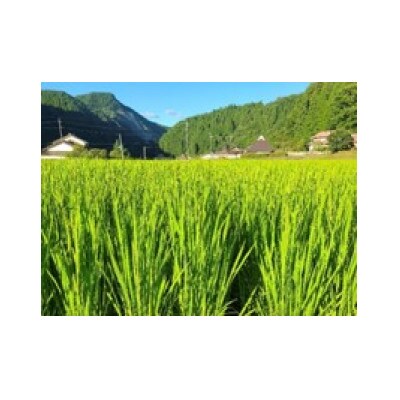 【白米】令和6年度産 日野川源流の秘境で育てたコシヒカリ18kg 鳥取県日南町