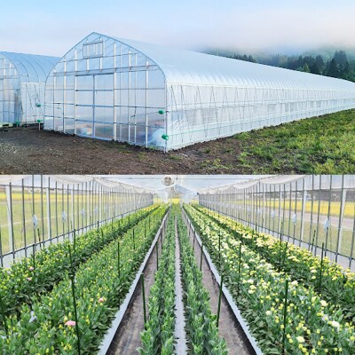 トルコギキョウおまかせセット (10～15本)【先行受付】|07_khf-011501