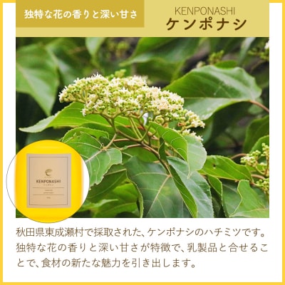 はちみつ3個セット(ヒガシナルセ・ケンポナシ・マロニエ プラボトル)|07_bct-060301b