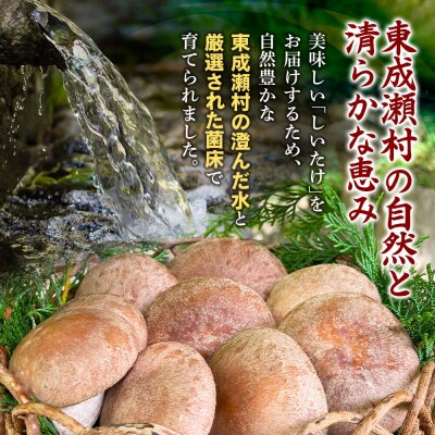 椎茸 あわびしいたけ 約1.5kg 滝ノ沢ファーム シイタケ 国産|07_ntf-061501