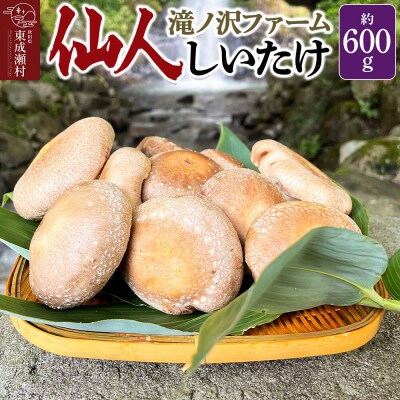 椎茸 仙人しいたけ 約600g 滝ノ沢ファーム シイタケ 秋田県 国産|07_ntf-070601