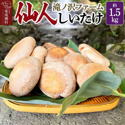 椎茸 仙人しいたけ 約1.5kg 滝ノ沢ファーム シイタケ 秋田県 国産|07_ntf-071501