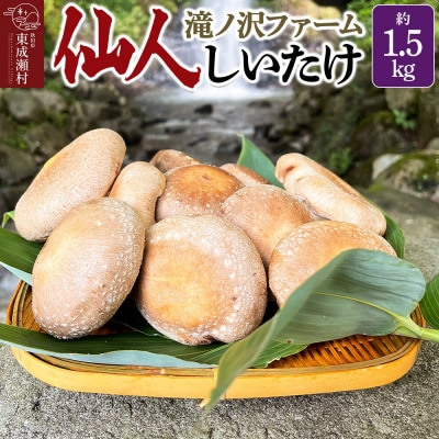 椎茸 仙人しいたけ 約1.5kg 滝ノ沢ファーム シイタケ 秋田県 国産|07_ntf-071501
