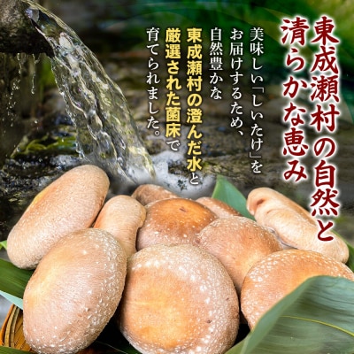 椎茸 仙人しいたけ 約1.5kg 滝ノ沢ファーム シイタケ 秋田県 国産|07_ntf-071501