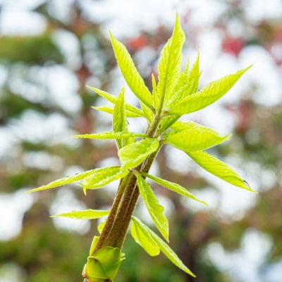 山菜 こしあぶら 50g 秋田県 東成瀬村産 TAKAYA|07_tky-170501