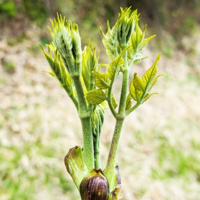 山菜 こしあぶら 100g 秋田県 東成瀬村産 TAKAYA|07_tky-171001