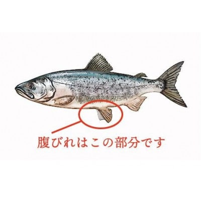 【訳あり】北海道産 秋鮭 腹ビレ(ハラス) 1kg