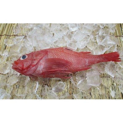 北海道知床羅臼産 生冷凍 きんき3尾 鍋・煮付・焼物 200g前後×3尾