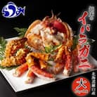 知床 イバラガニ 姿 1尾(2.0kg前後)