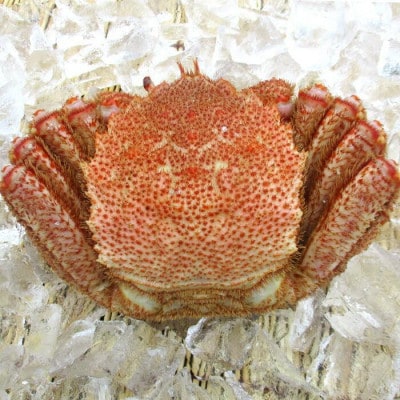 知床羅臼産 浜ゆで毛がに 大サイズ 2尾(1尾 600g～650g前後)