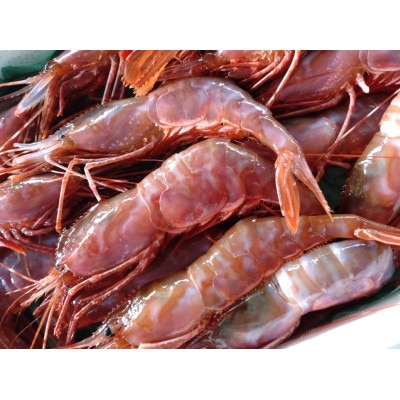 羅臼産 幻のぶどうえび 大 250g