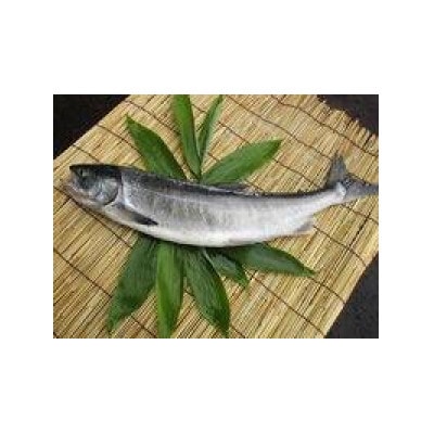 知床羅臼産 時鮭 切り身セット 700g