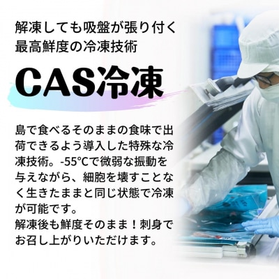 朝どれ寒シマメ スルメイカ 特大サイズ 350-400g 丸ごと4杯 いか イカ 烏賊 CAS 冷凍